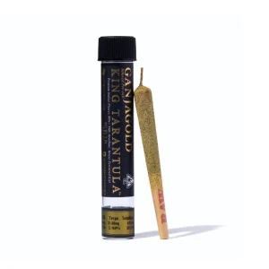 Ganja Gold King Tarantula